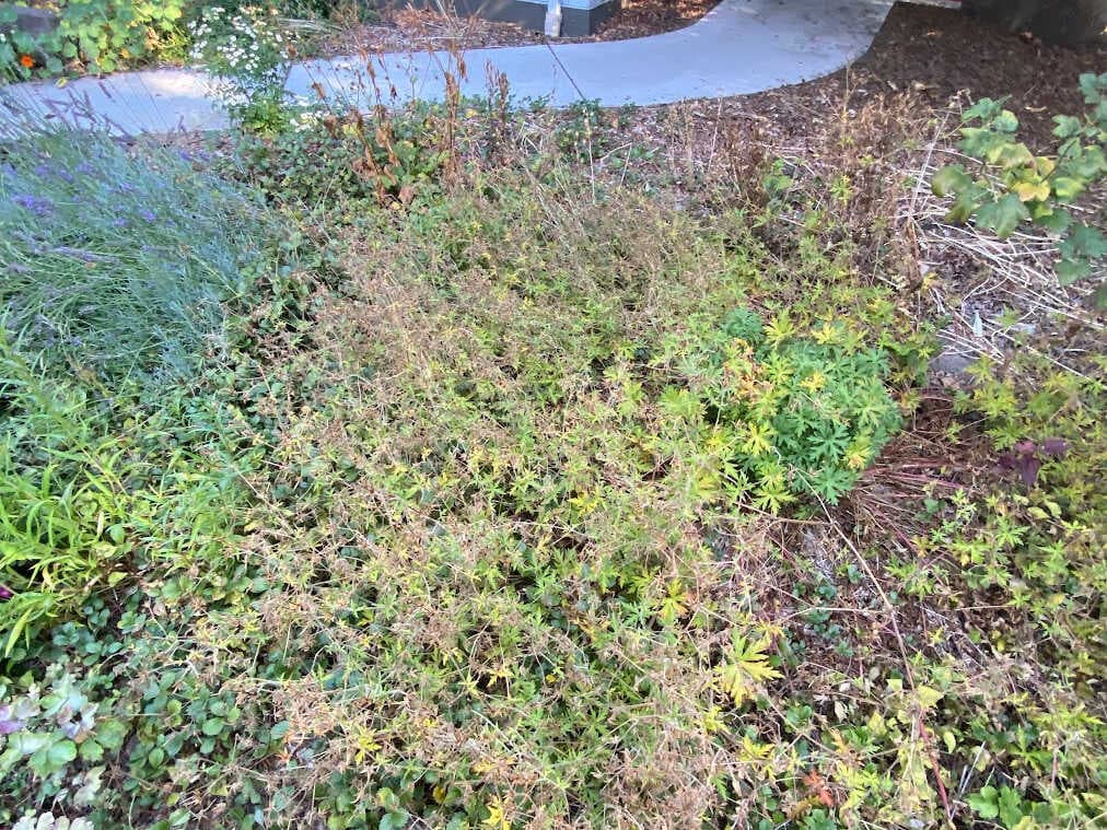 The Overgrown Frontier