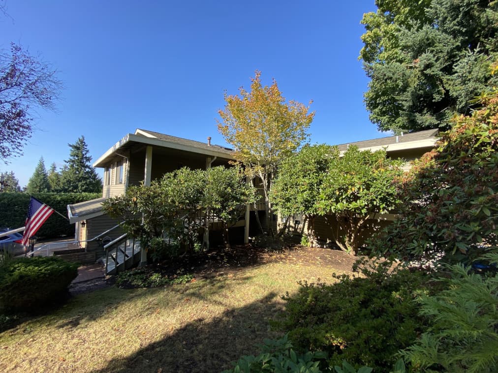 roof-bound rhododendrons