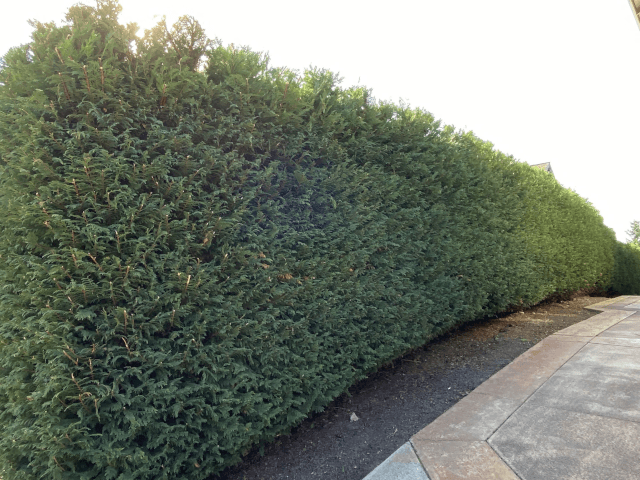 hedge elegance prevails