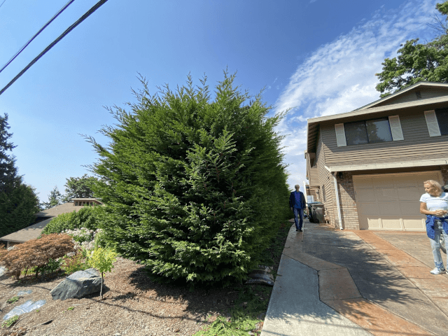 Cypress craves a trim